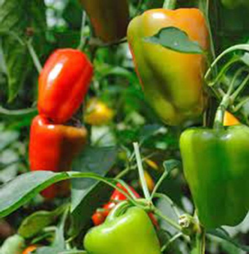 Sow No GMO Pepper California Wonder Sweet Bell Non GMO Heirloom 25 Seeds Sow No GMO Pepper California Wonder Sweet Bell Non GMO Heirloom 25 Seeds