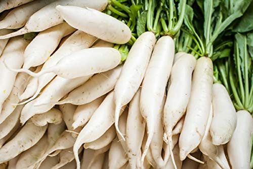 Sow No GMO Radish Daikon Japanese Minowase Non GMO Heirloom Vegetable 25 Seeds