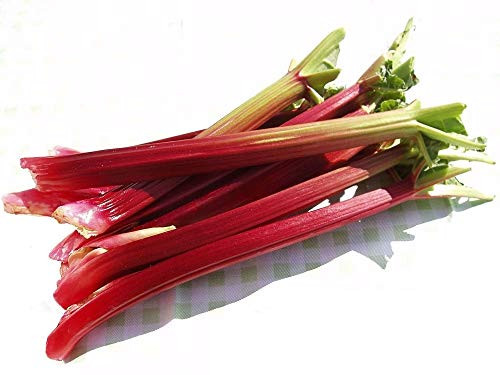 Sow No GMO Rhubarb Victoria Pie Plant Non GMO Heirloom Garden Vegetable 25 Seeds