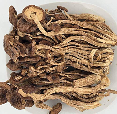 Greenlike Dried Poplar Mushrooms   Cyclocybe Aegerita   Food Tea Plant Mushrooms  Fungus ??? ??? 12oz