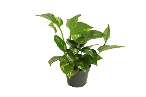 Golden Pothos -Epipremnum Aureum- - 4   from California Tropicals