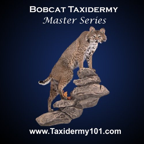 Lifesize Bobcat Taxidermy Training Video on DVD  Learn How To Do Bobcat Taxidermy