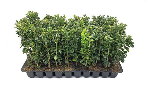 Green Mountain Boxwood - 10 Live Plants - Buxus - Fast Growing Cold Hardy Formal Evergreen Shrub