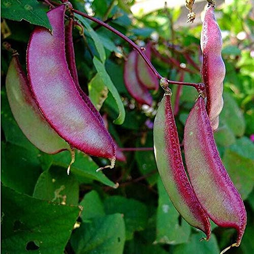 10 Plus  Hyacinth Bean Asia Hyacinth Bean Seeds Purple Flower Lablab purpureus Vegetable Non-GMO