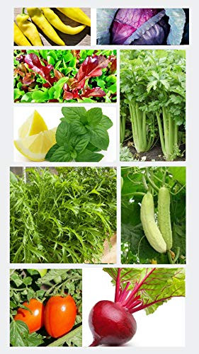 Heirloom Vegetable Salad Greens Seeds Mix 9 Varieties Seed Packets Non-GMO Lettuce Cherry Tomato Celery