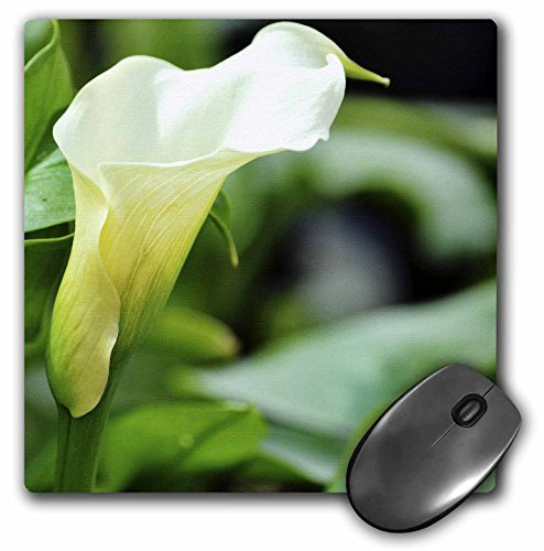 3dRose LLC 8 x 8 x 0.25 Inches Mouse Pad  White Calla Lily Floral - Spring Flowers -mp_52787_1-