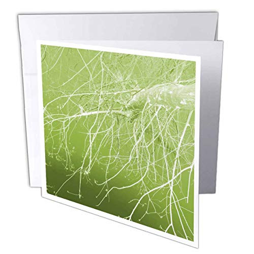 3dRose Spring Branches - Greeting Cards  6 x 6 inches  set of 12 -gc_21561_2-