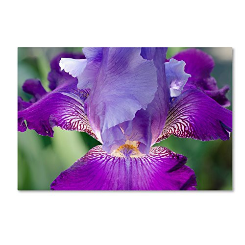 Glowing Iris by PIPA Fine Art, 12x19-Inch Canvas Wall Art