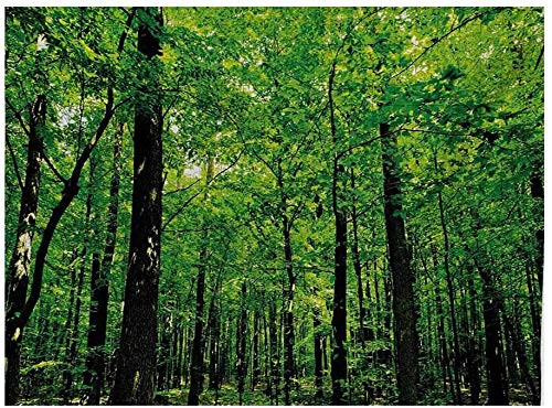 Nature Puzzle Board 500 Piece  Woodland Tree Forest Jungle in Sunny Day Mother Earth Environment Picture  Fern Green Seal Brown