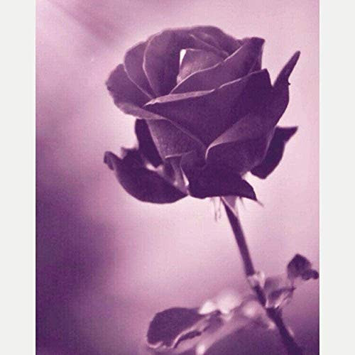 IGZAKER Cross Stitch Embroidery Sets A Flower 11CT Pre-Printed Cross Stitch DIY Handmade Stamped Pattern Cross Stitch for Beginners Needlework Cross Stitch Kit-40x50cm