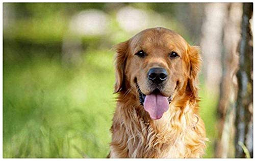 QLCUY Cross Stitch Embroidery Starter Kits Stamped Beginners Embroidery Golden Retriever 16x20inch Kids or Adults Pre-Printed Fabric DIY Embroidery Crafts Needlepoint Kit Cross Stitch Home Decor 11CT QLCUY Cross Stitch Embroidery Starter Kits Stamped Beginners Embroidery Golden Retriever 16x20inch Kids or Adults Pre-Printed Fabric DIY Embroidery Crafts Needlepoint Kit Cross Stitch Home Decor 11CT