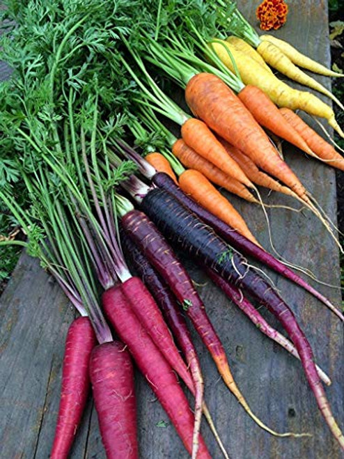 Rainbow Blend Carrot Seeds  500 Plus  Premium Heirloom Seeds  Rare Varieties  Colorful Mix  and  Fantastic Addition to Your Garden! -Isla s Garden Seeds-  85 percent  Germination Rate  Non GMO Rainbow Blend Carrot Seeds  500 Plus  Premium Heirloom Seeds  Rare Varieties  Colorful Mix  and  Fantastic Addition to Your Garden! -Isla s Garden Seeds-  85 percent  Germination Rate  Non GMO