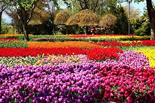 The Child Beginner Adult Tulip Festival Illustration 1000 Piece Wooden Jigsaw Puzzle