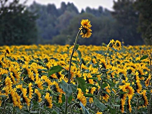 The Child Beginner Adult Beautiful Sunflower Flower Chart 1000 Piece Wooden Jigsaw Puzzle