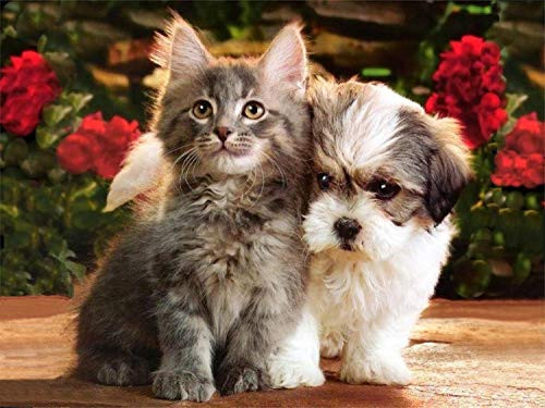 Ultimate mart cute puppy and kitten 12 x 18 Inch poster