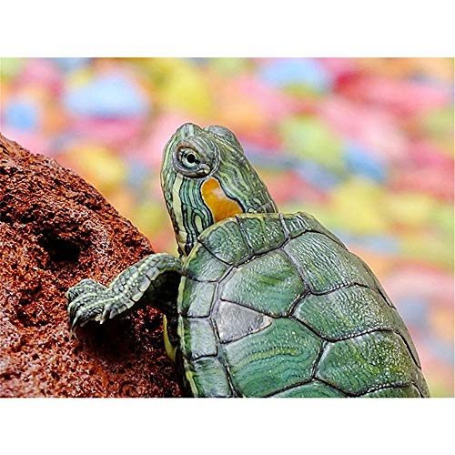 Paint by Number Kits Paintworks DIY Oil Painting for Kids and Adults Beginner Painting On Canvas 16X20Inch  Tortoise