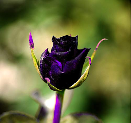 Rare 15 Pcs Black Purple Rose Seeds Exotic Flower Perennial Shrub Garden Home