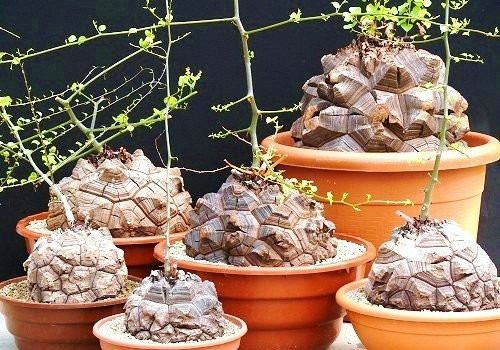 Dioscorea Elephantipes rare Testudinaria elephant foot yam Caudiciform 10 seeds