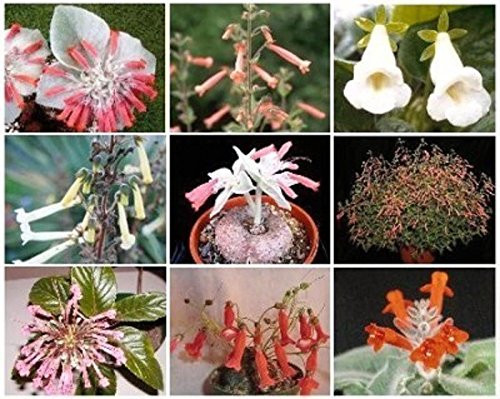 SINNINGIA Variety Mix A Exotic Rare Caudex Plant Seed 50 Seeds