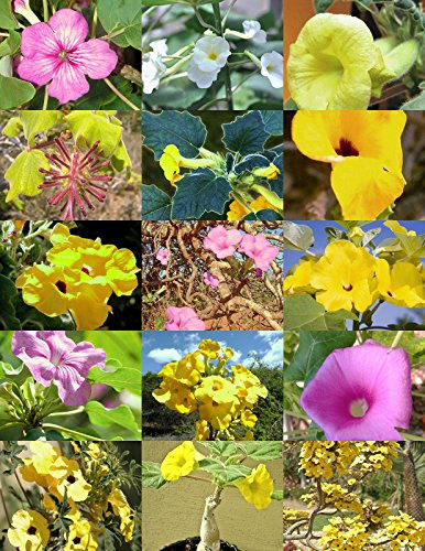 UNCARINA variety MIX  magadascar plant caudex succulent desert bonsai 5 seeds