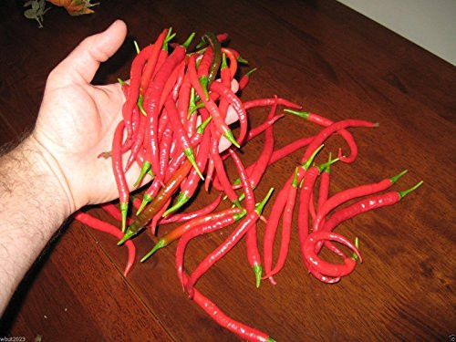 THAI DRAGON PEPPER--50 SEEDS- Capsicum annuum Open pollinated variety THAI DRAGON PEPPER--50 SEEDS- Capsicum annuum Open pollinated variety