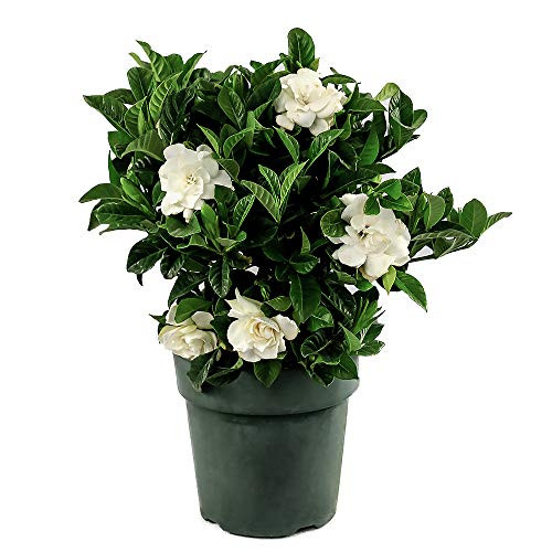 American Plant Exchange Gardenia Bush Veitchii Live Plant  6 inch Pot  Indoor Outdoor Air Purifier