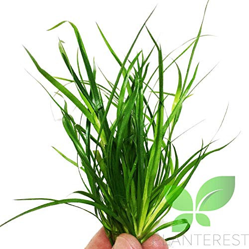 Planterest Juncus Repens Bundle Narrow Leaves Easy Stems Live Aquarium Plant Decorations BUY2GET1FREE Planterest Juncus Repens Bundle Narrow Leaves Easy Stems Live Aquarium Plant Decorations BUY2GET1FREE