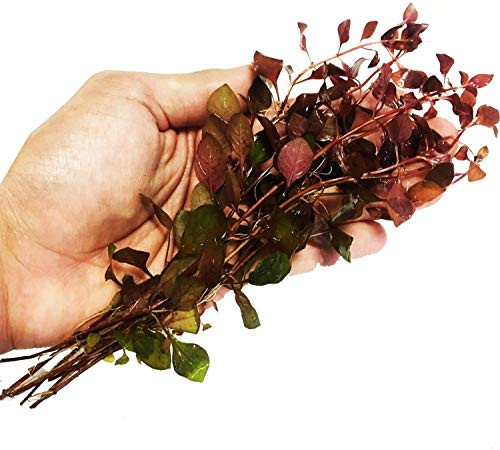 Planterest - Ludwigia Repens Rubin Super Red Ruby Bundle Live Aquarium Plant Stems Decorations BUY2GET1FREE