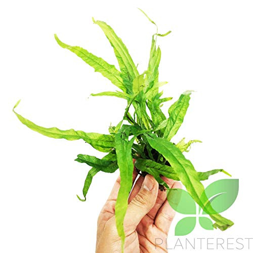Planterest - Java Fern Trident - Microsorum Pteropus Potted Live Aquarium Plant Decorations BUY2GET1FREE