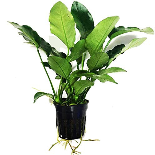 Mainam Anubias Barteri VAR. Barteri Potted Live Aquarium Plant Decorations Easy Beginner