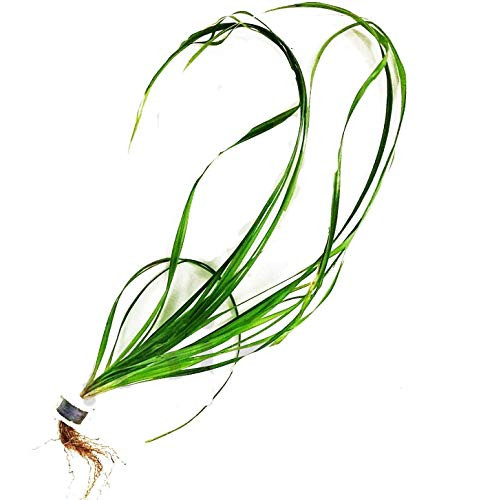Cyperus Helferi Grass Rooted Tropical Live Aquarium Plants Bundle Freshwater Decorations 3 Days Live Guaranteed by Mainam