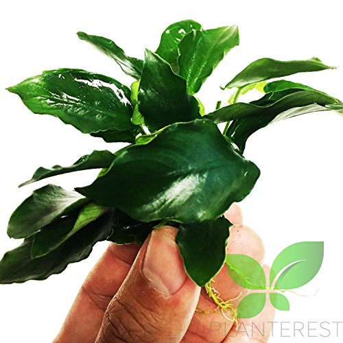 Planterest - Anubias Nana Curly Leaves Loose Live Aquarium Plant Decorations BUY2GET1FREE