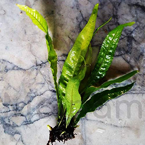 Mainam Java Fern Microsorum Pteropus Bundle Low Light Freshwater Easy Tropical Live Aquarium Plant Decorations 3 Days Guarantee