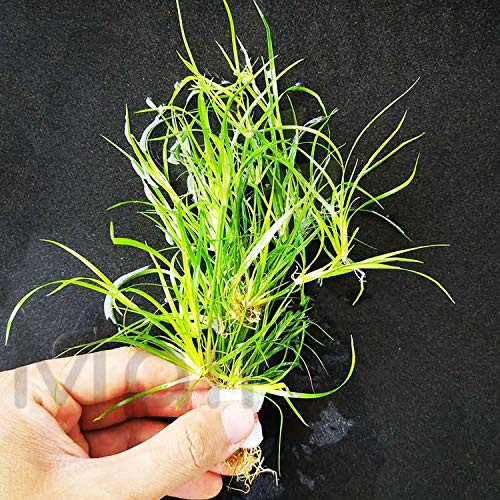 Mainam Juncus repen Live Aquarium Freshwater Plants Decorations 3 Days Live Guaranteed