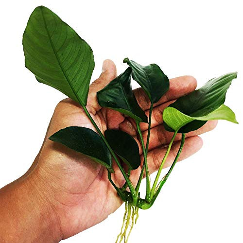 Buy2get1free same plant Anubias Barteri Var. Nana Ps233 Live Aquarium Plant