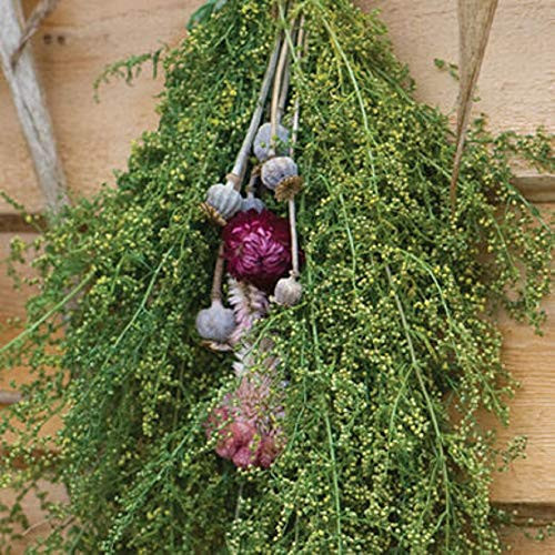 David s Garden Seeds Flower Artemisia Sweet Annie 9798 -Green- 200 Non-GMO  Open Pollinated Seeds