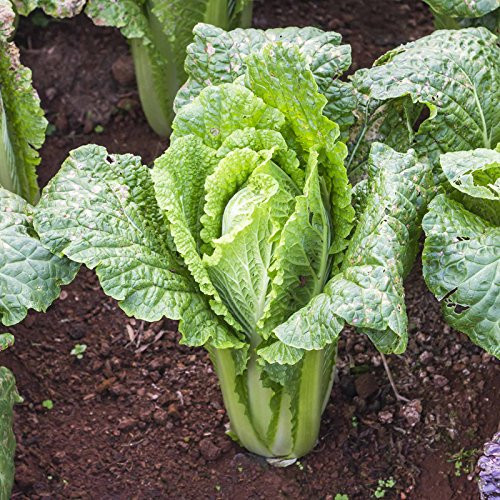 Michihili Chinese Cabbage Seeds - 1 g ~400 Seeds - Heirloom  Open Pollinated  Non-GMO  Farm  and  Vegetable Gardening  and  Micro Greens Seeds