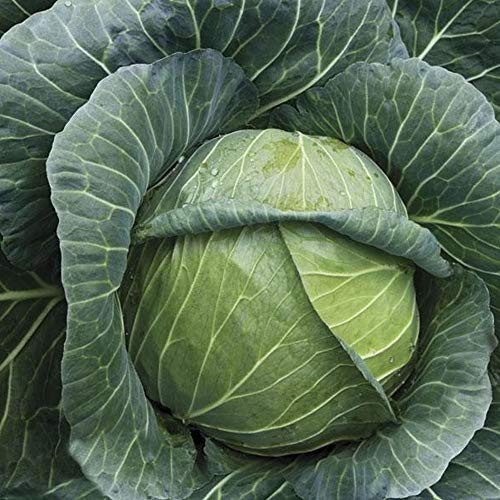 Organic Golden Acre Cabbage Seed - 500 mg ~110 Seeds - Non-GMO  Open Pollinated  Heirloom  Vegetable  and  Micro Greens Seeds