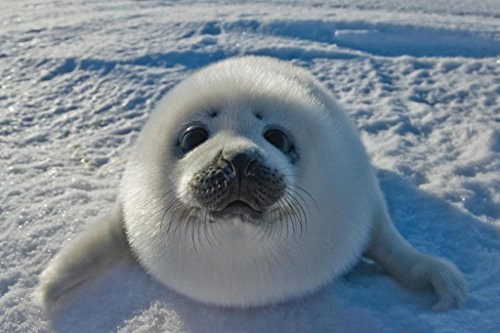 Baby Arctic Seal in Canada Photo Photograph Cool Wall Decor Art Print Poster 36x24 Baby Arctic Seal in Canada Photo Photograph Cool Wall Decor Art Print Poster 36x24