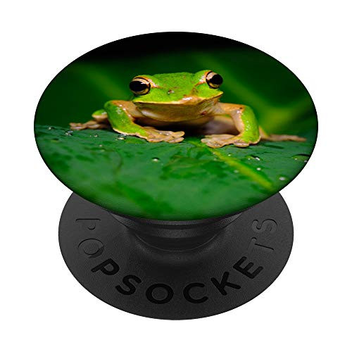 Frog Cute Green Animal Gift PopSockets PopGrip  Swappable Grip for Phones  and  Tablets