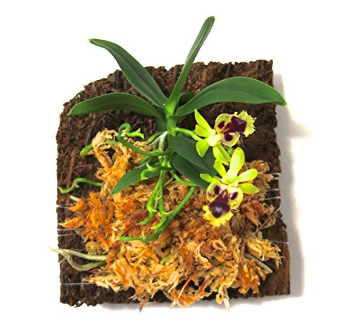Miniature Orchid  Haraella retrocalla with Flower Spike  Tree Fern Mounted  Blooming Soon.