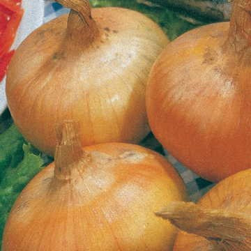 Park Seed Yellow Granex Hybrid 33 Onion Seeds  Includes 200 Seeds in a Pack