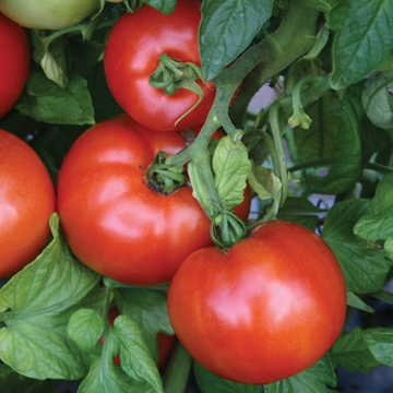 Park Seed Park s Season Starter Hybrid Tomato Seeds