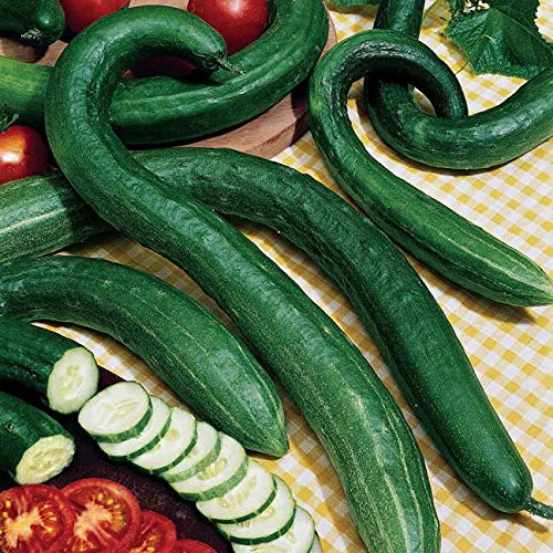 Park Seed Early Spring Burpless Hybrid Cucumber Seeds  Includes 30 Seeds in a Pack