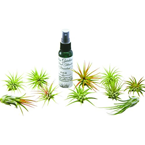 10 pc Tillandsia Air Plants Ionantha Varieties with 2oz Organic Air Plant Fertilizer Food
