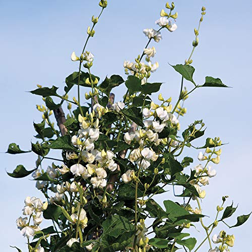 Park Seeds White Hyacinth Bean Flower -Dolichos Lablab Silver Moon-  Pack of 20 Seeds