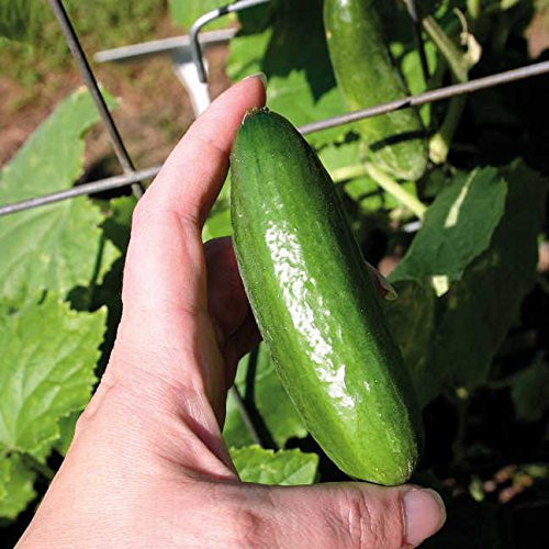 Park Seed Baby Cucumber Seeds  Includes 10 Seeds in a Pack