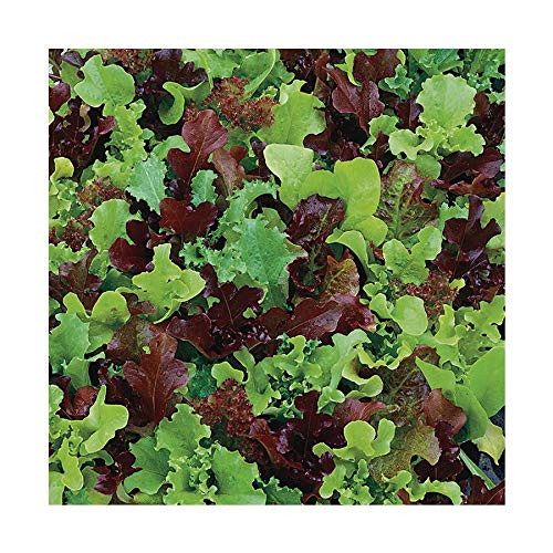 Park Seed Micro Mini Greens Lettuce Seeds  Pack of 200 Seeds