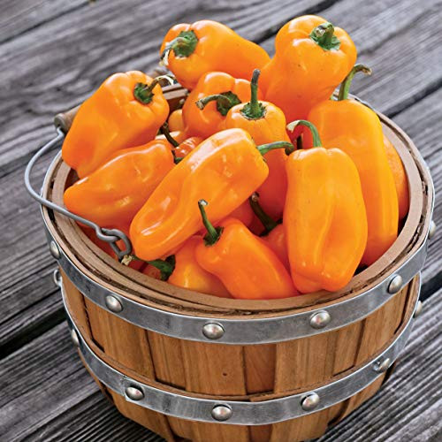 Park Seeds Just Sweet Pepper  Pack of 10 Seeds