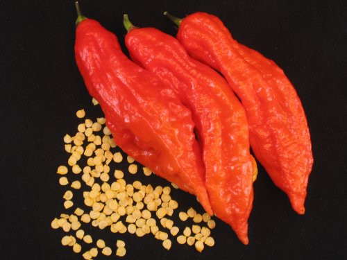 20 Plus  Bhut Jolokia   Naga Morich Seeds - Ghost Pepper